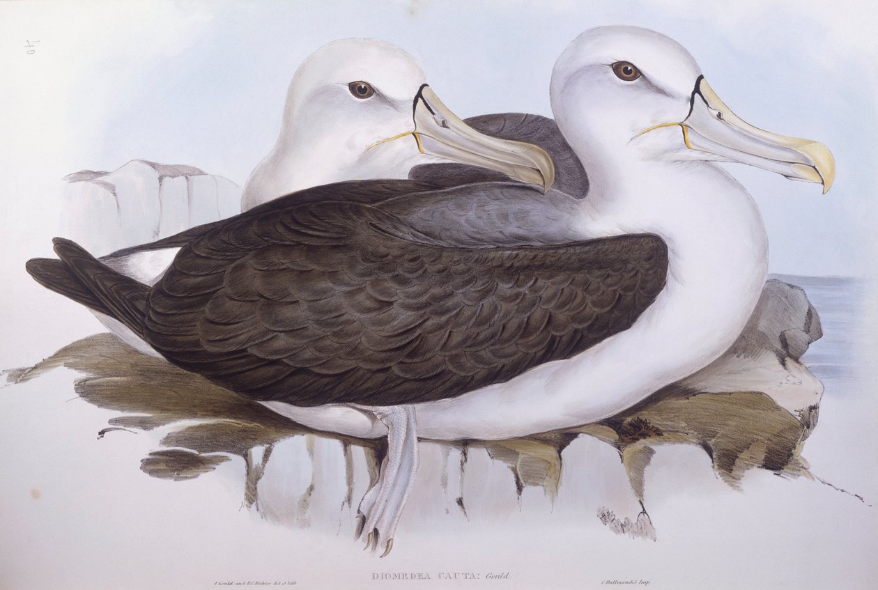 Blyg albatross (Diomedea o Thalassarche cauta), Gravyr av John Gould av John Gould