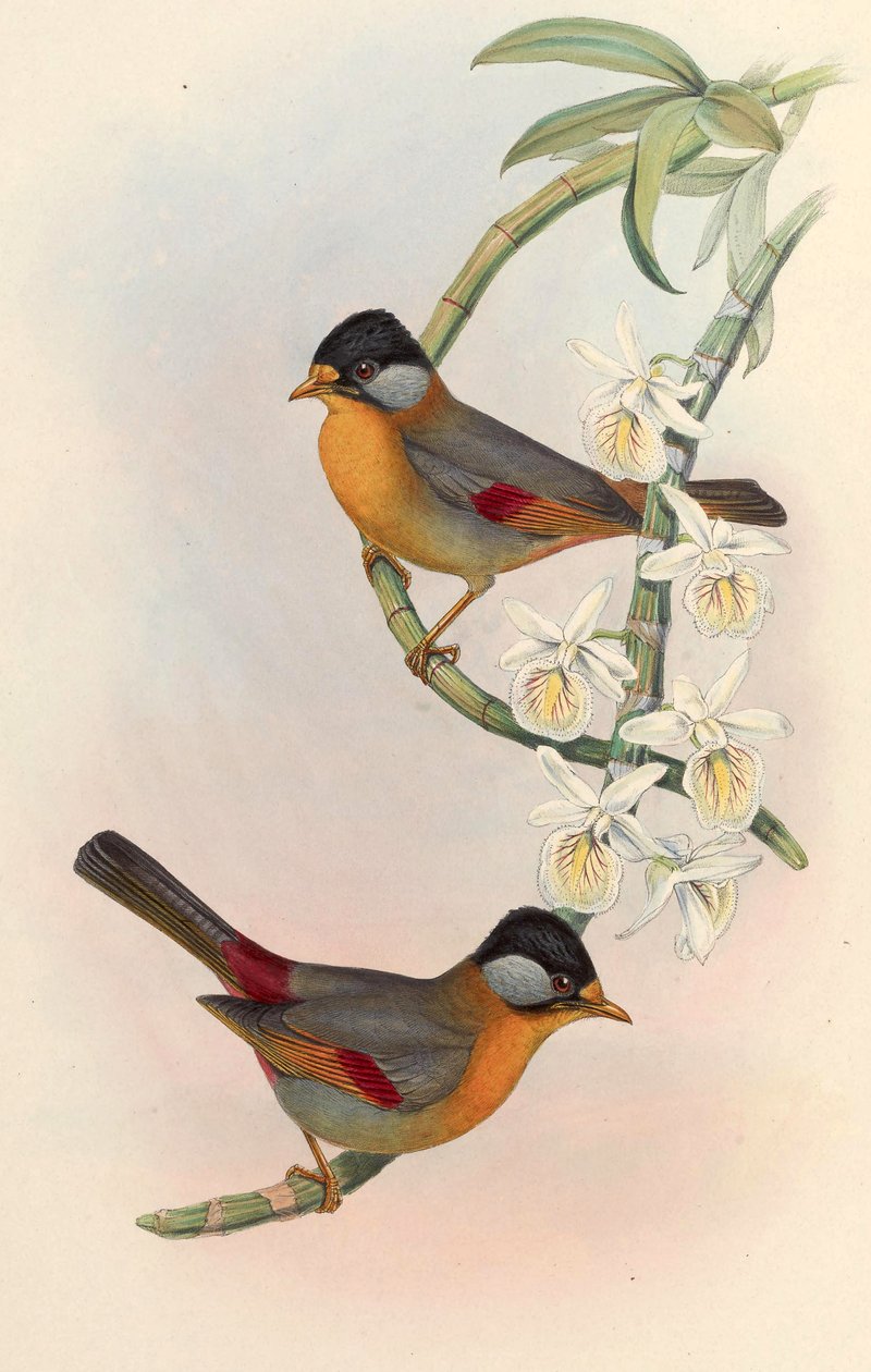 Silver-eared Mesia (Silver-eared Leiothrix) Leiothrix argentauris (Hodgson) av John Gould