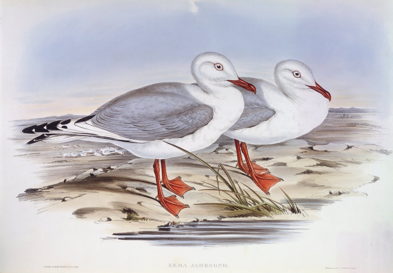 Silvermås (Larus novaehollandiae), Gravyr av John Gould av John Gould