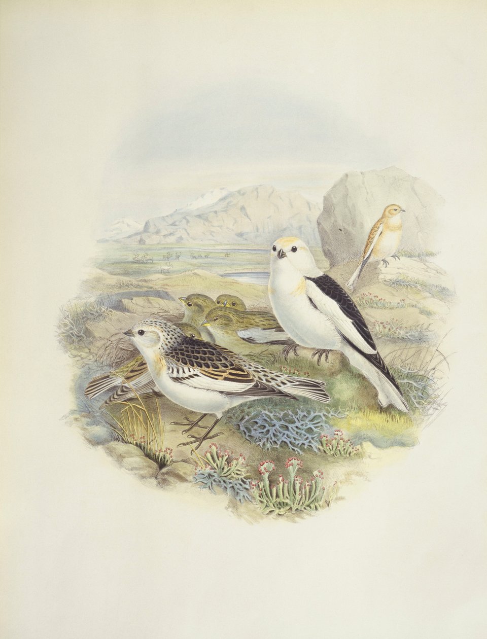 Snösparv (Plectrophenax nivalis), illustration av John Gould