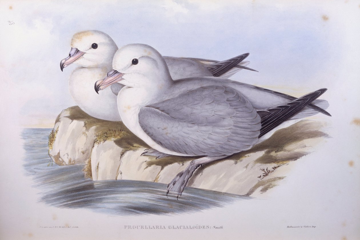 Södra havstulpan (Fulmarus glacialoides), Gravyr av John Gould av John Gould