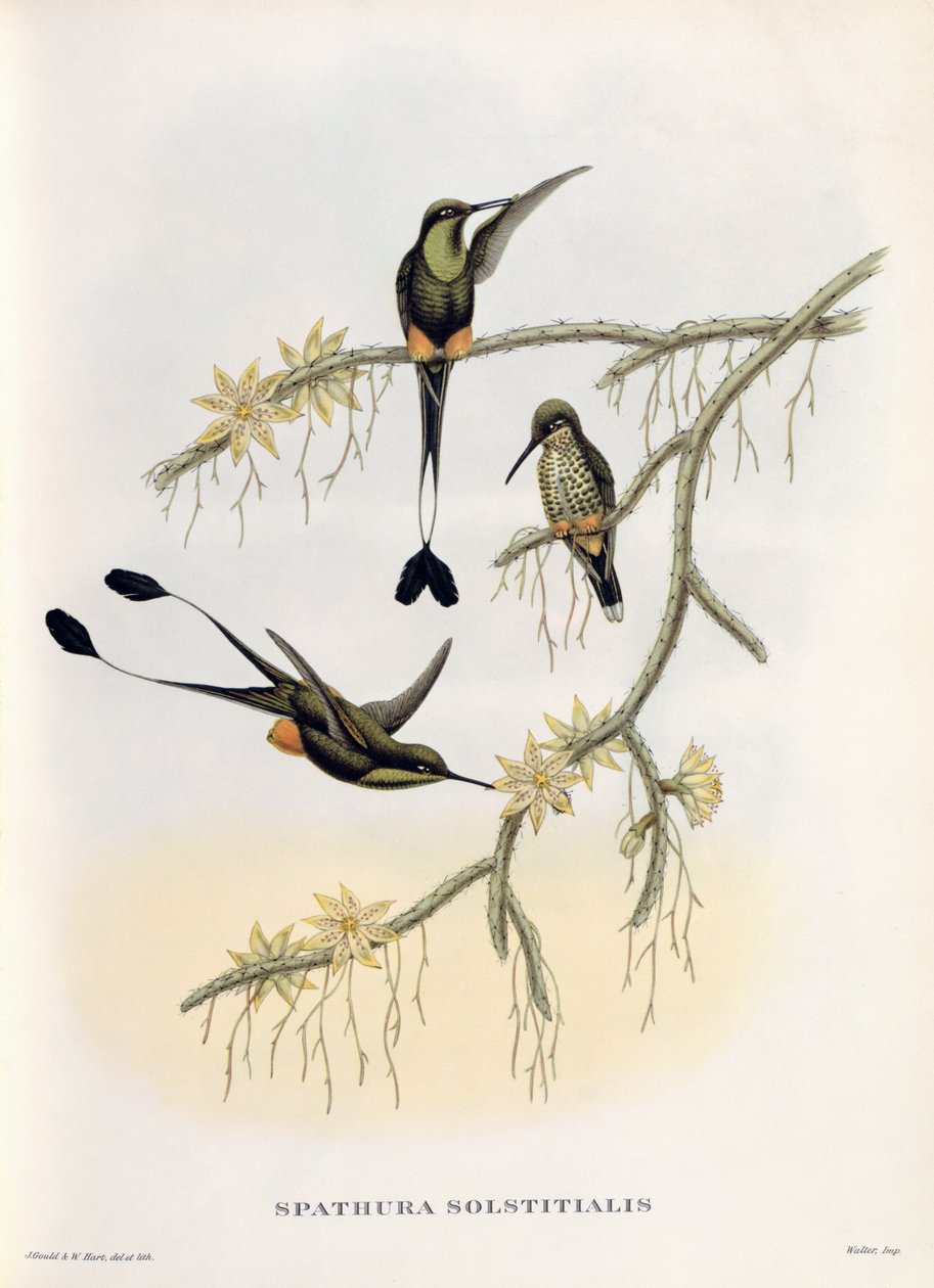 Spathura Solstitialis av John Gould