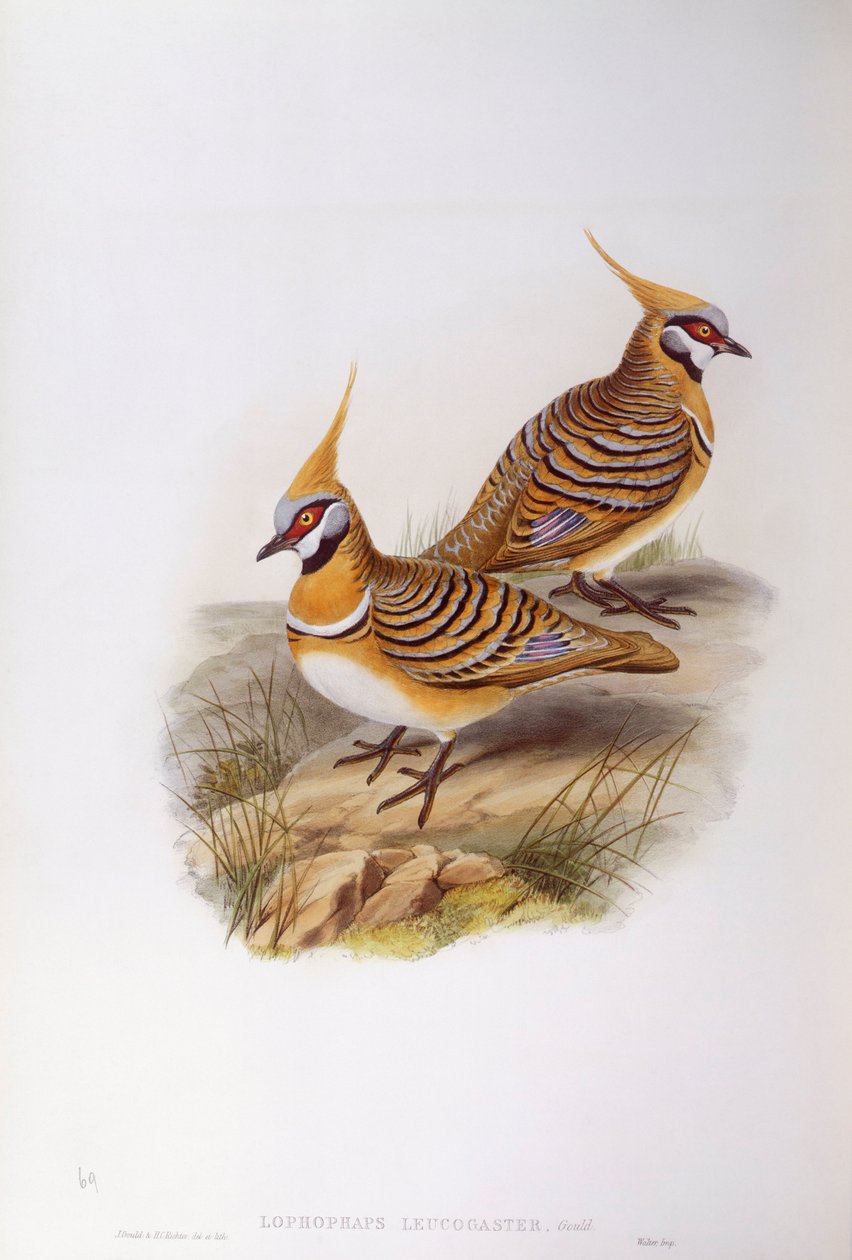 Spinifexduva (Lophophaps eller Geophaps plumifera leucogaster), gravyr av John Gould av John Gould