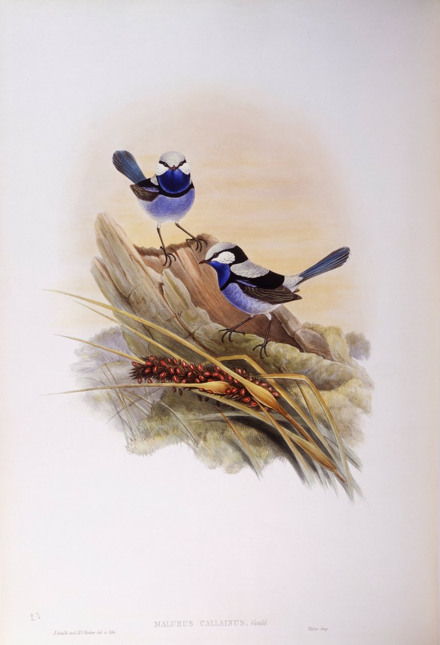 Splendid fairywren (Malurus splendens), Gravyr av John Gould av John Gould