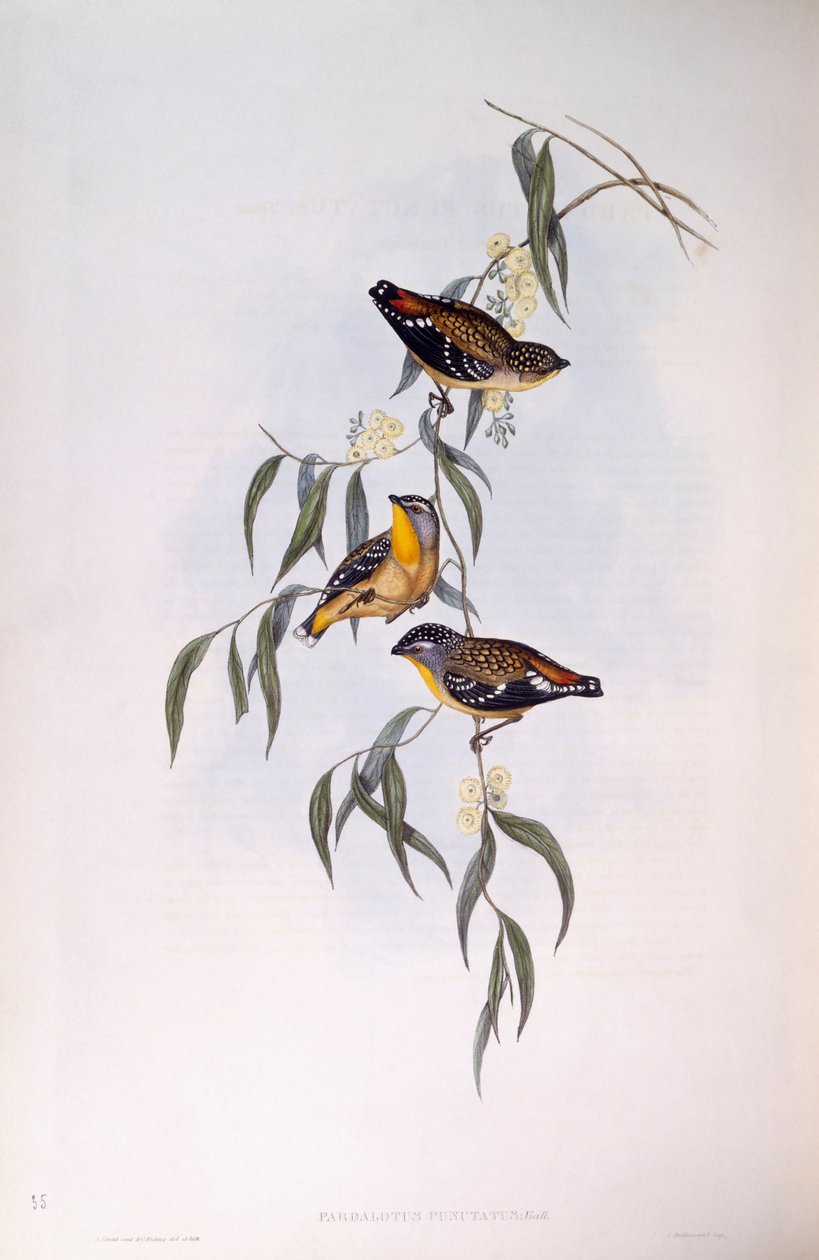 Fläckig pardalot (Pardalotus punctatus), gravyr av John Gould av John Gould