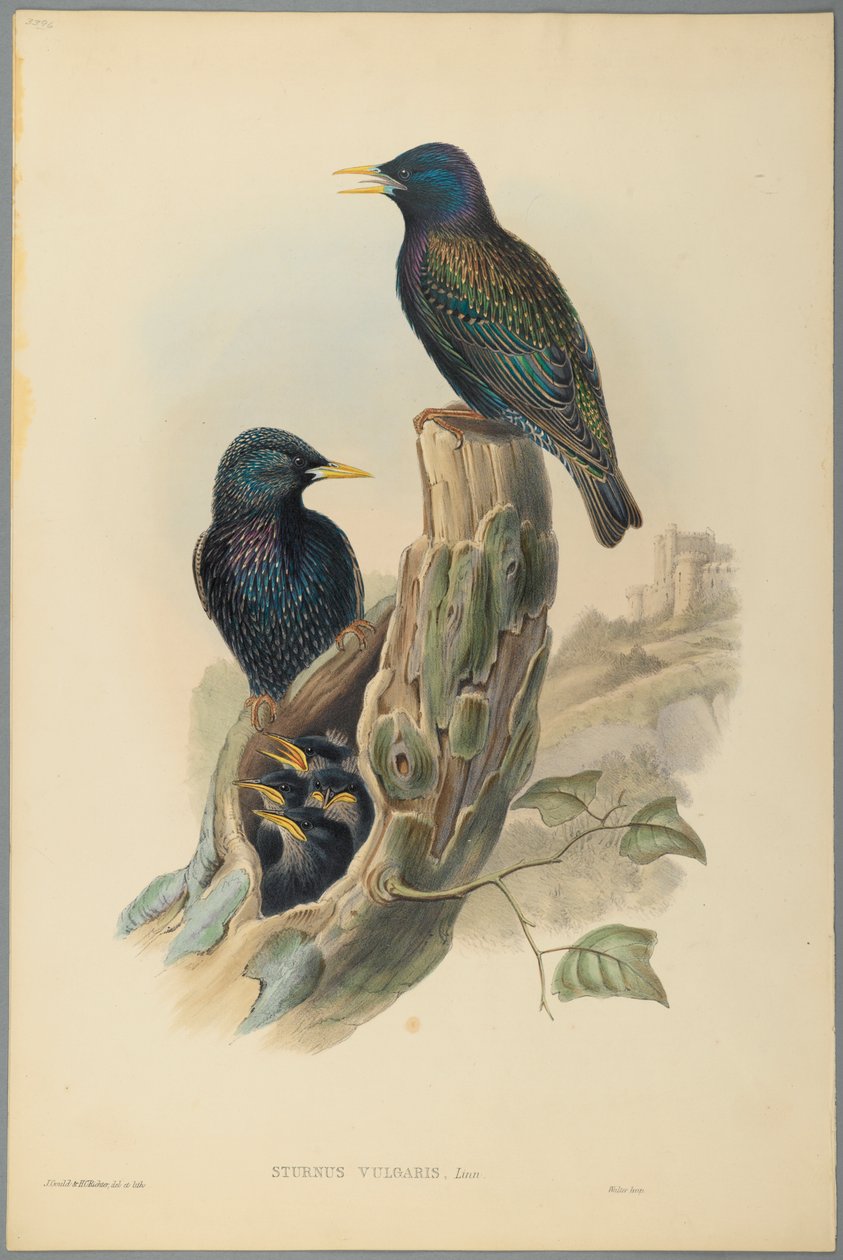 Stare: Sturnus Vulgaris (Linn) (färg litho på vävt papper) av John Gould