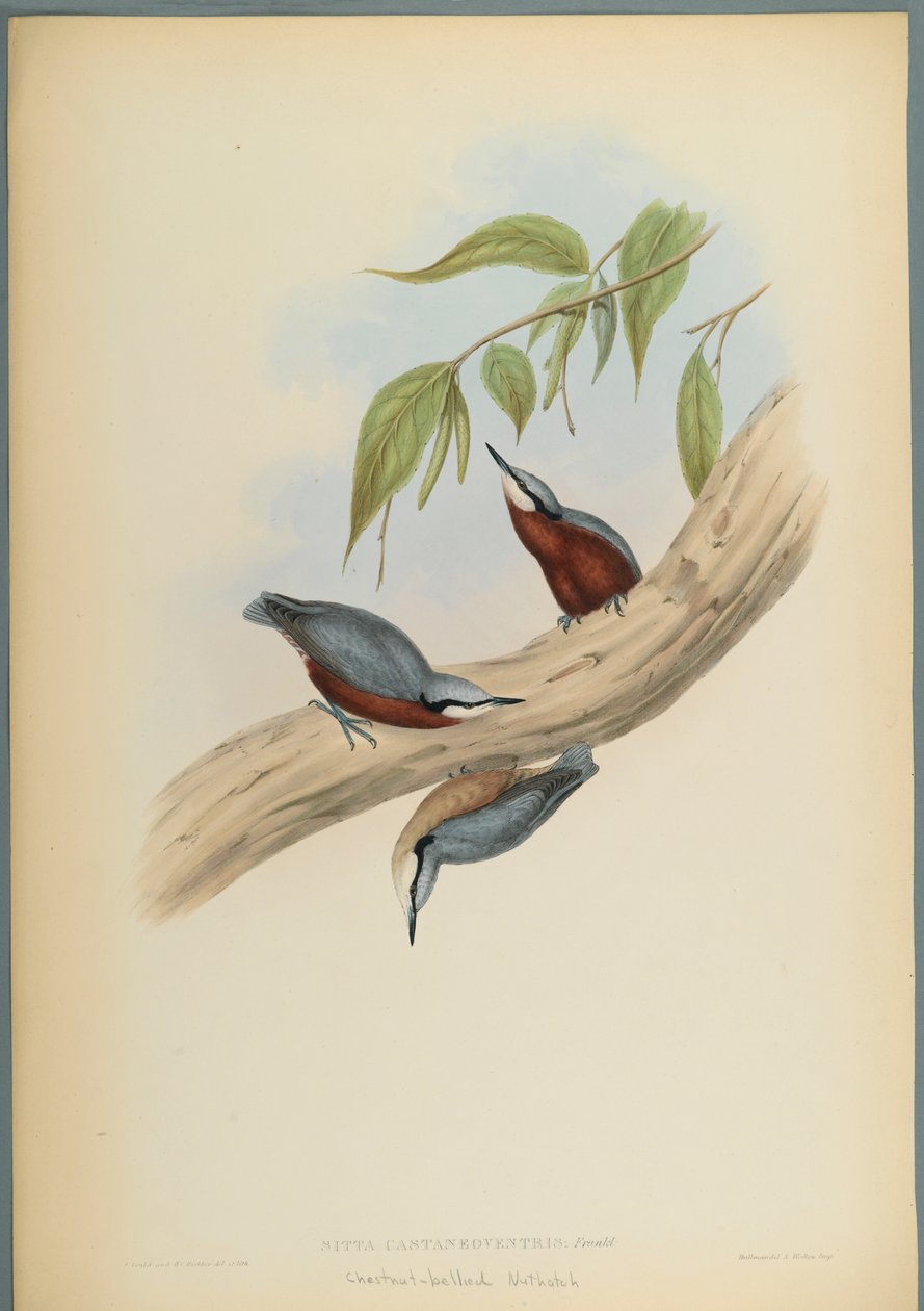 Stila Castaneoventris, kastanjböksnötväcka (färg litho på vävt papper) av John Gould