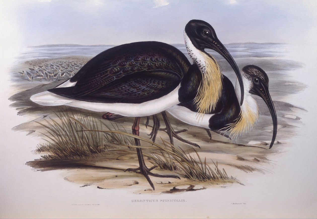 Halmhalsad ibis (Threskiornis spinicollis), Gravyr av John Gould av John Gould