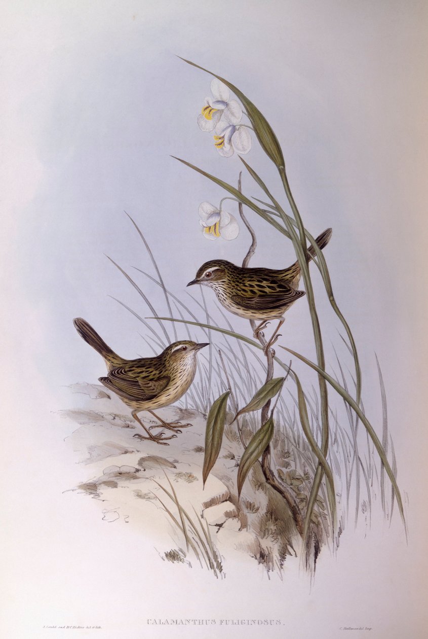 Trästrimmig calamanthus (Calamanthus fuliginosus), gravyr av John Gould av John Gould