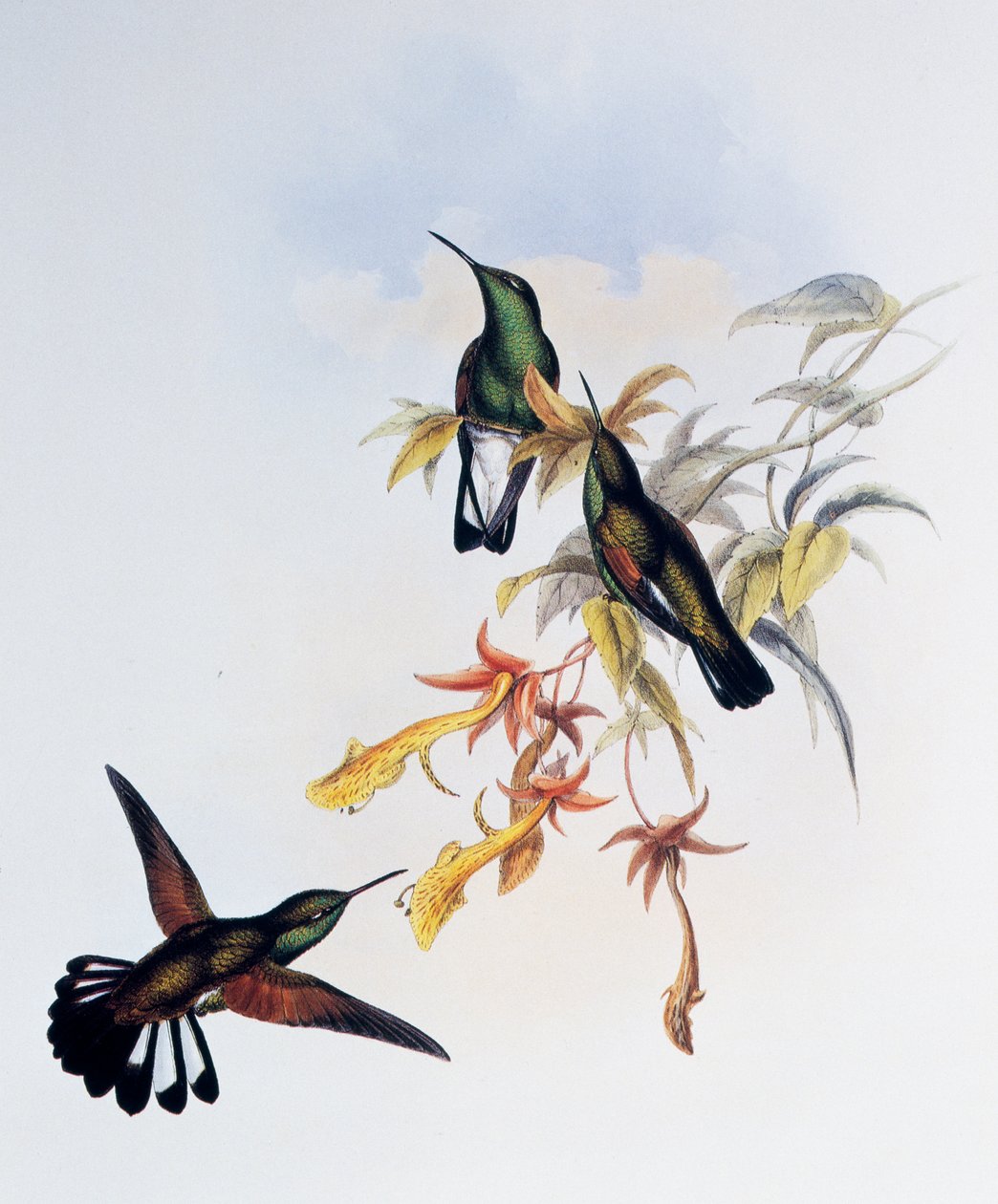 Stripe-tailed Hummingbird (Eupherusa eximia), gravyr från Monograph of Trochilidae eller Humming Birds (1849-1861), av John Gould (1804-1881), Storbritannien av John Gould