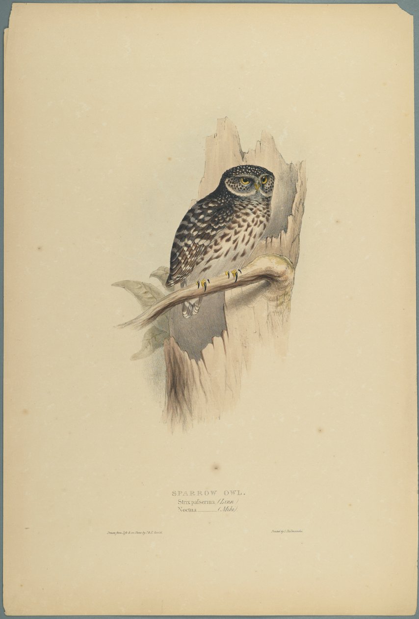 Strix Pafsernia - Noctua (färg litho på vävt papper) av John Gould