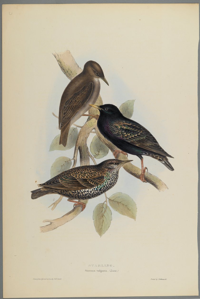 Sturnus Vulgaris - Stare (färg litho på vävt papper) av John Gould