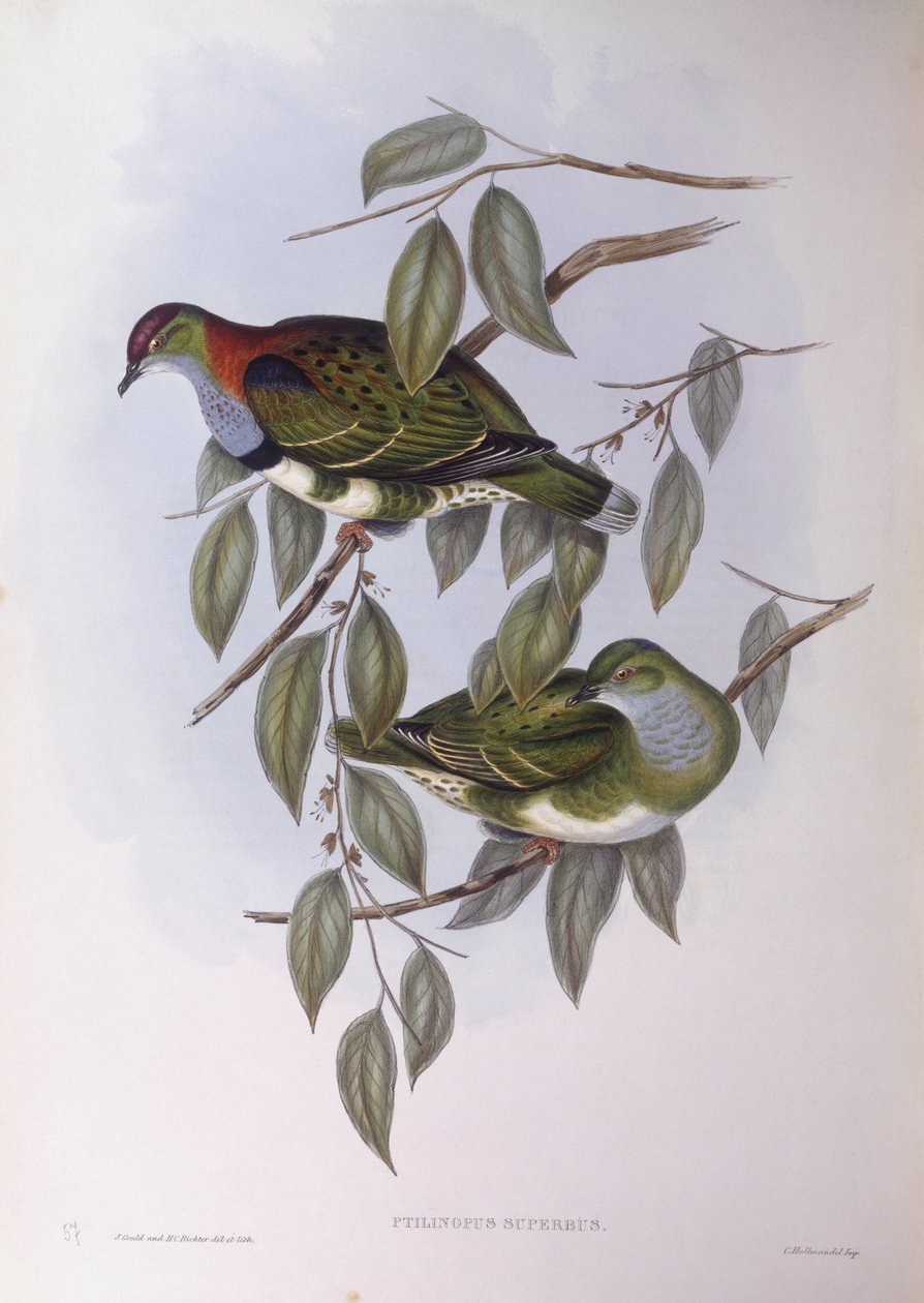 Superb fruktduva (Ptilinopus superbus), Gravyr av John Gould av John Gould