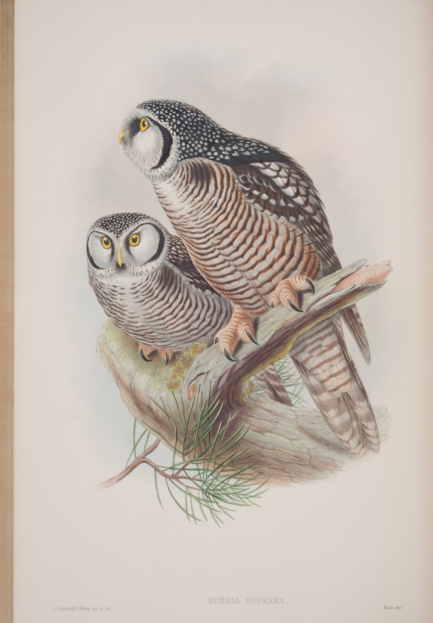 Surnia Funerea, tallrik från The Birds of Great Britain av John Gould, publicerad 1862-73 (handfärgad litho) av John Gould