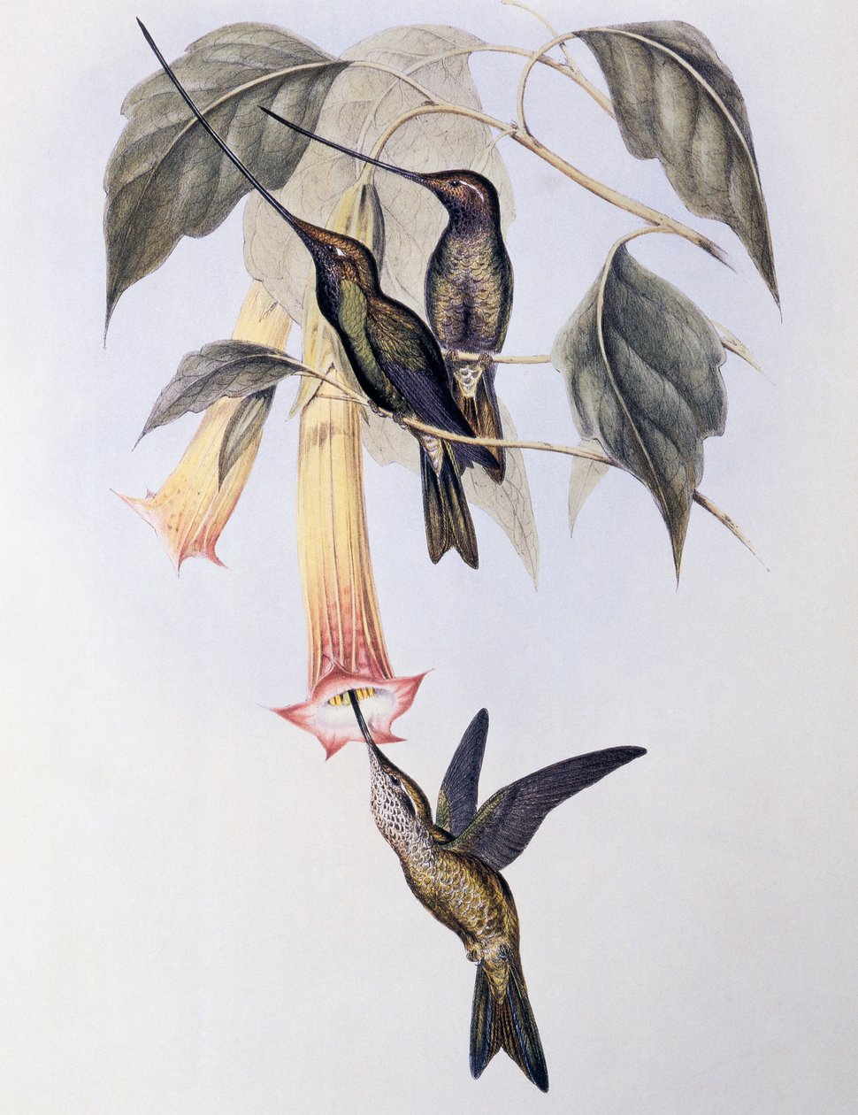 Svärdnäbbad kolibri (Docimastes ensiferus) av John Gould