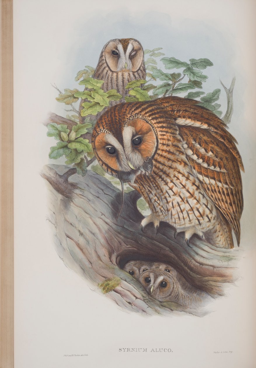 Syrnium Aluco, tallrik från The Birds of Great Britain av John Gould, publicerad 1862-73 (handfärgad lito) av John Gould