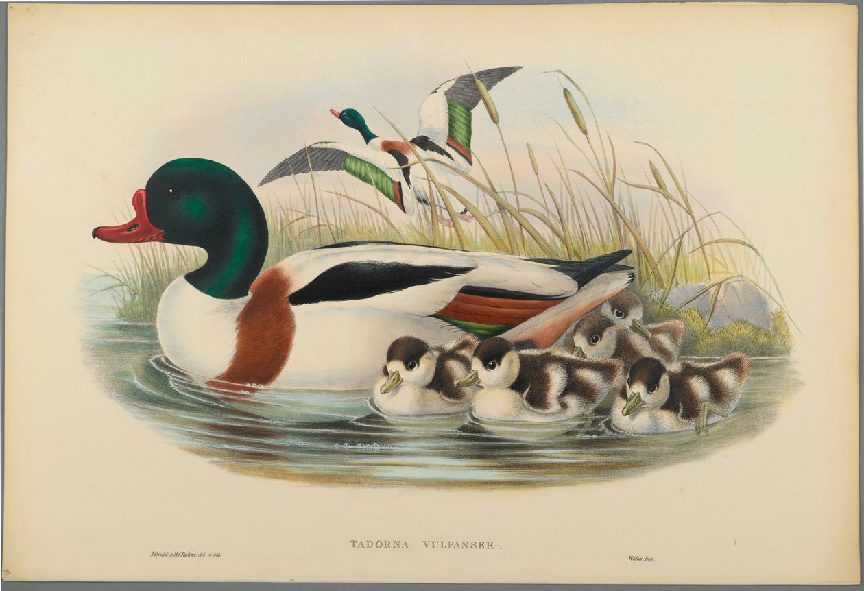 Tadorna Vulpanser: Sheldrake (färg litho på vävt papper) av John Gould