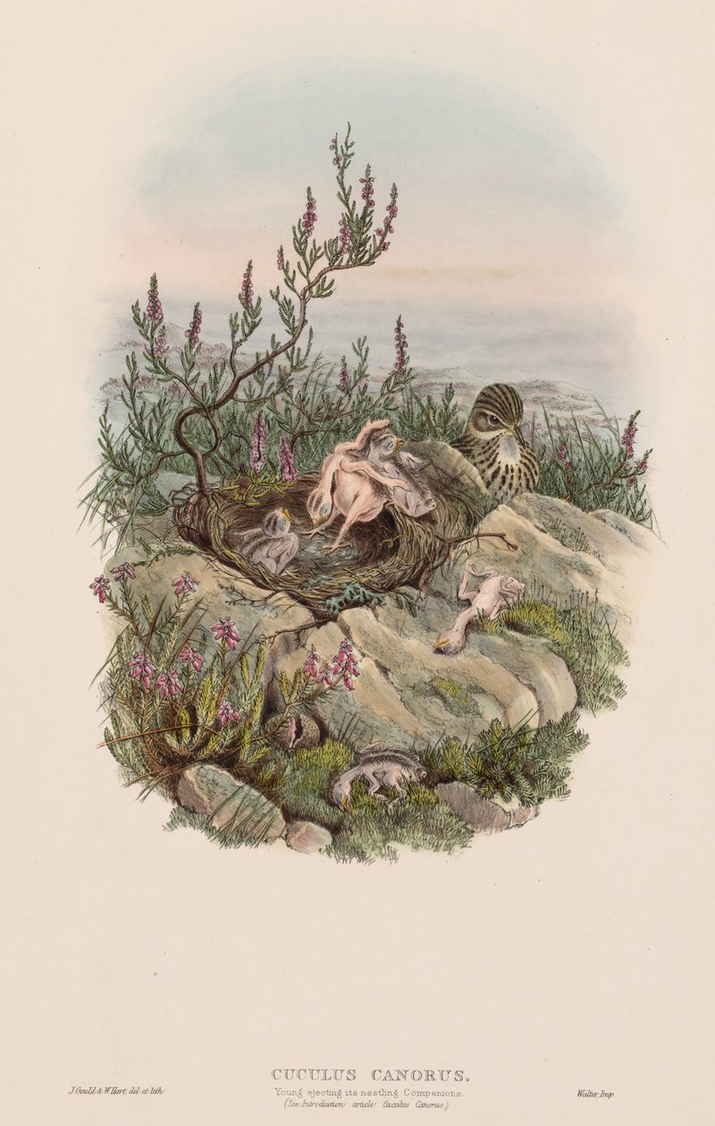 Storbritanniens fåglar: Cuculus canorus. av John Gould