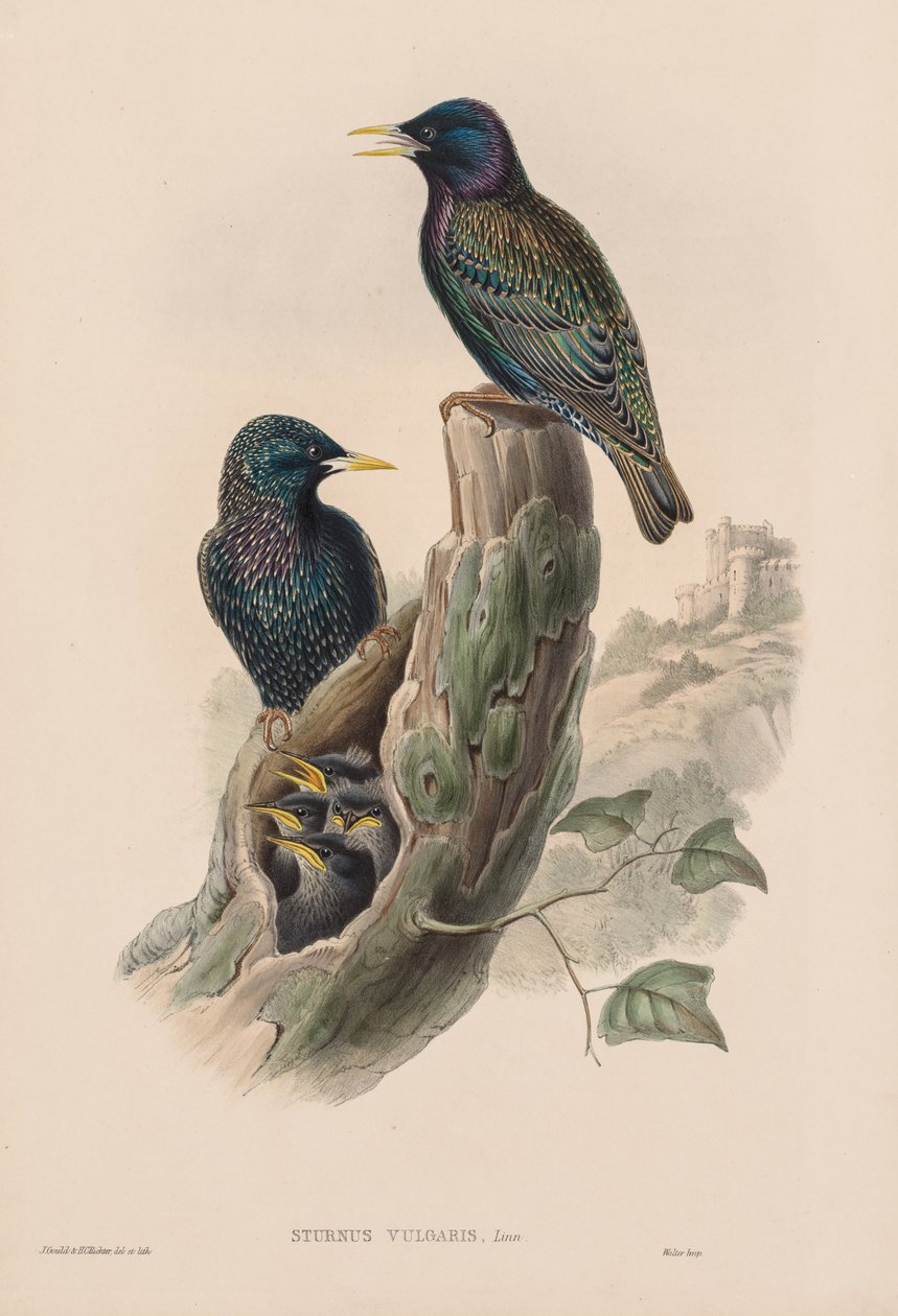 Storbritanniens fåglar: Sturnur vulgaris. av John Gould