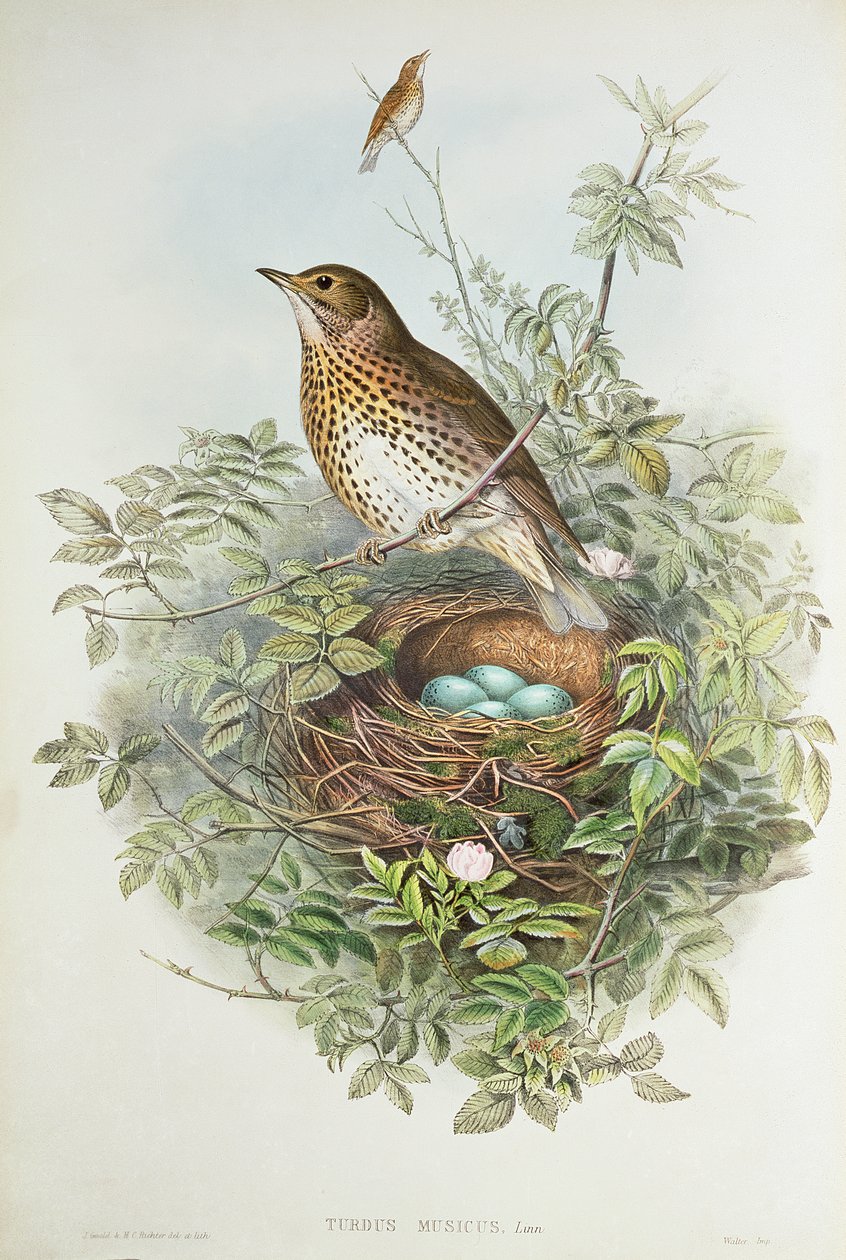 Trast med sitt bo (färg litho) av John Gould
