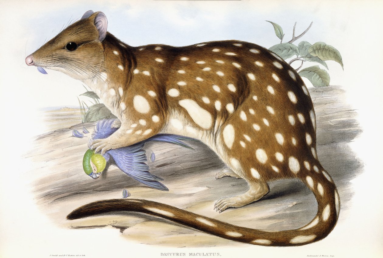 Tiger Quoll av John Gould