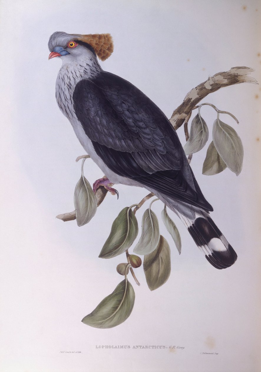 Topknotduva (Lopholaimus antarcticus), Gravyr av John Gould av John Gould