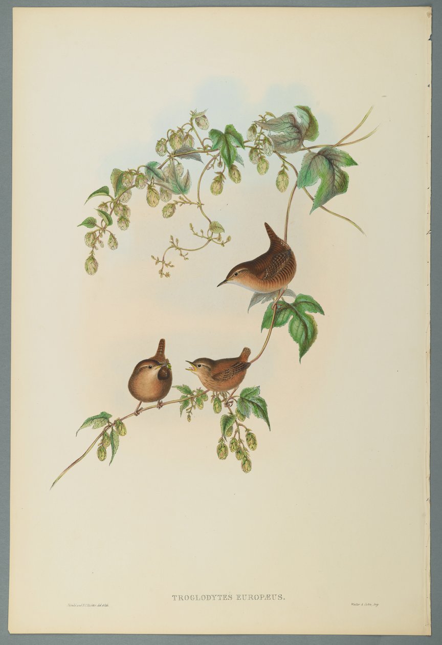 Troglodytes Europaeus - Gärdsmyg (färg litho på vävt papper) av John Gould