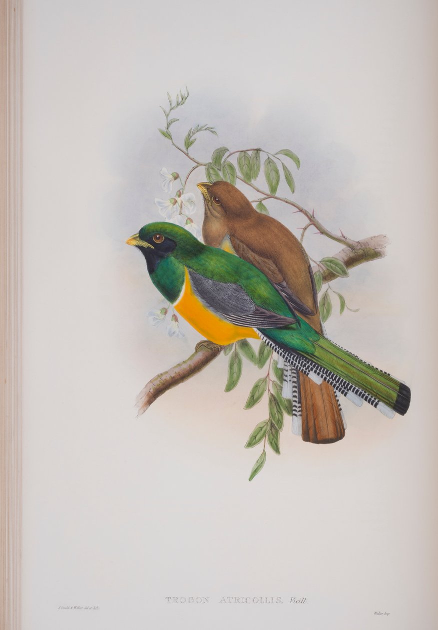 Trogon Atricollis, tallrik från The Birds of Great Britain av John Gould, publicerad 1862-73 (handfärgad lito) av John Gould