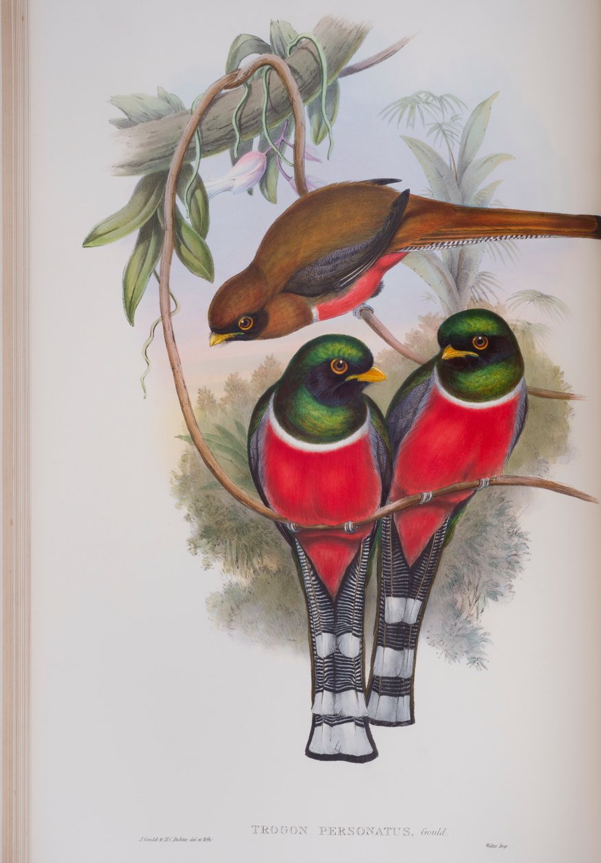 Trogon Personatus, tallrik från The Birds of Great Britain av John Gould, publicerad 1862-73 (handfärgad lito) av John Gould
