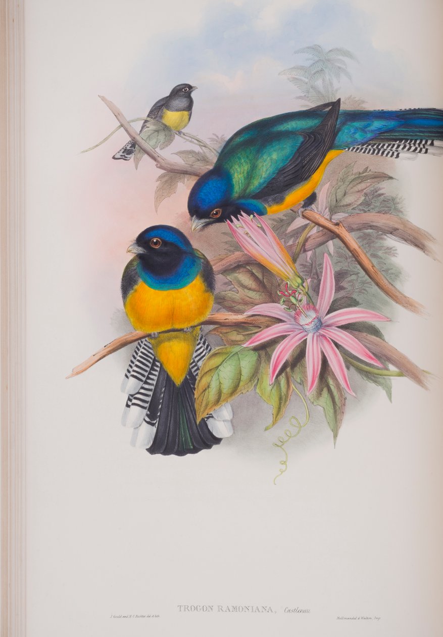 Trogon Ramoniana, tallrik från The Birds of Great Britain av John Gould, publicerad 1862-73 (handfärgad litho) av John Gould