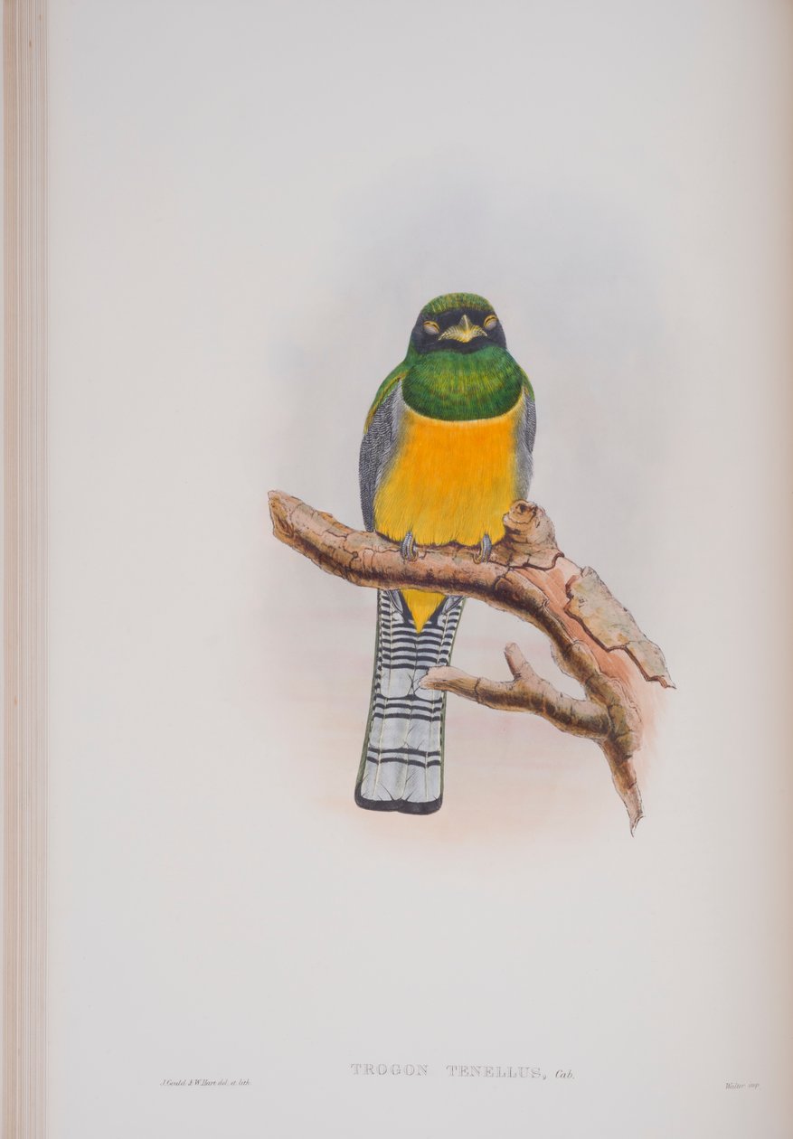 Trogon Tenellus, tallrik från The Birds of Great Britain av John Gould, publicerad 1862-73 (handfärgad lito) av John Gould