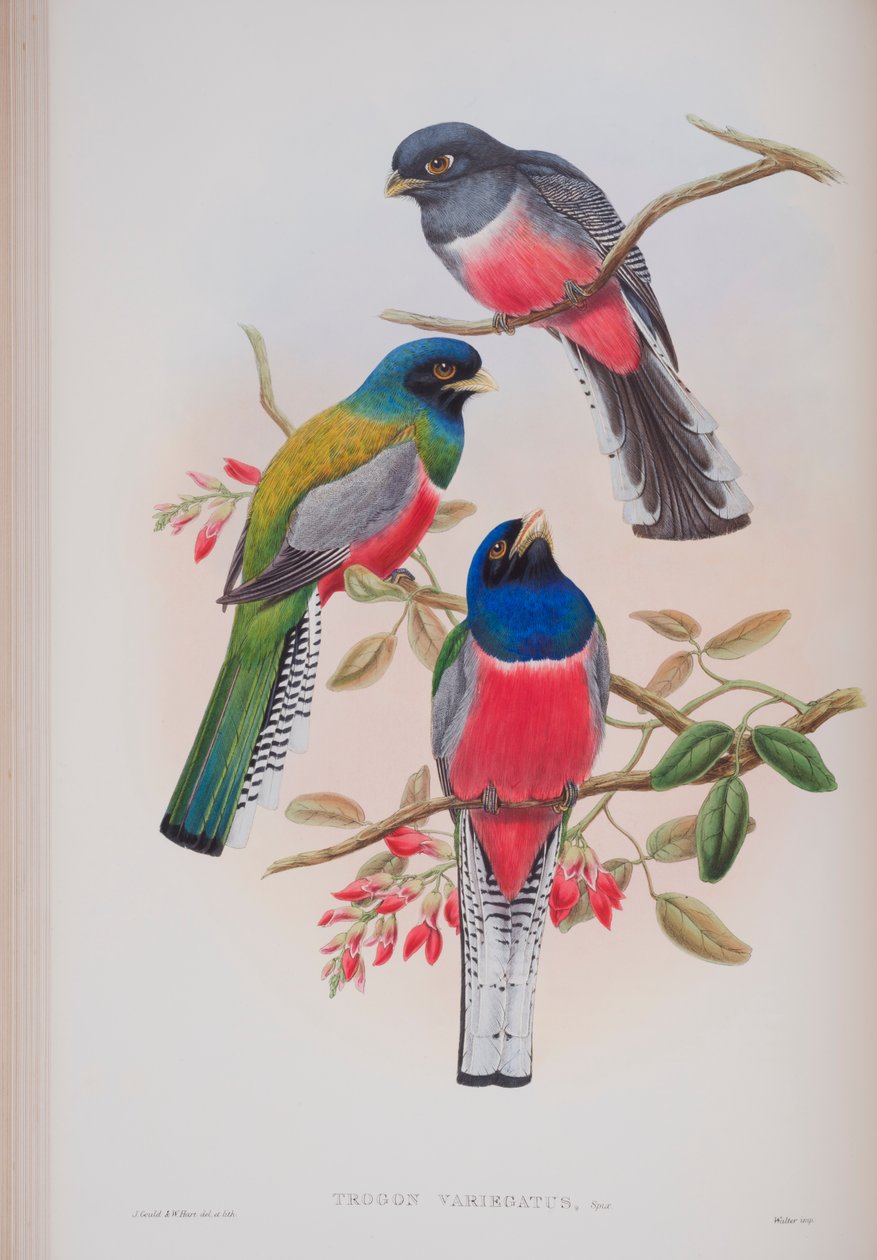 Trogon Variegatus, tallrik från The Birds of Great Britain av John Gould, publicerad 1862-73 (handfärgad lito) av John Gould