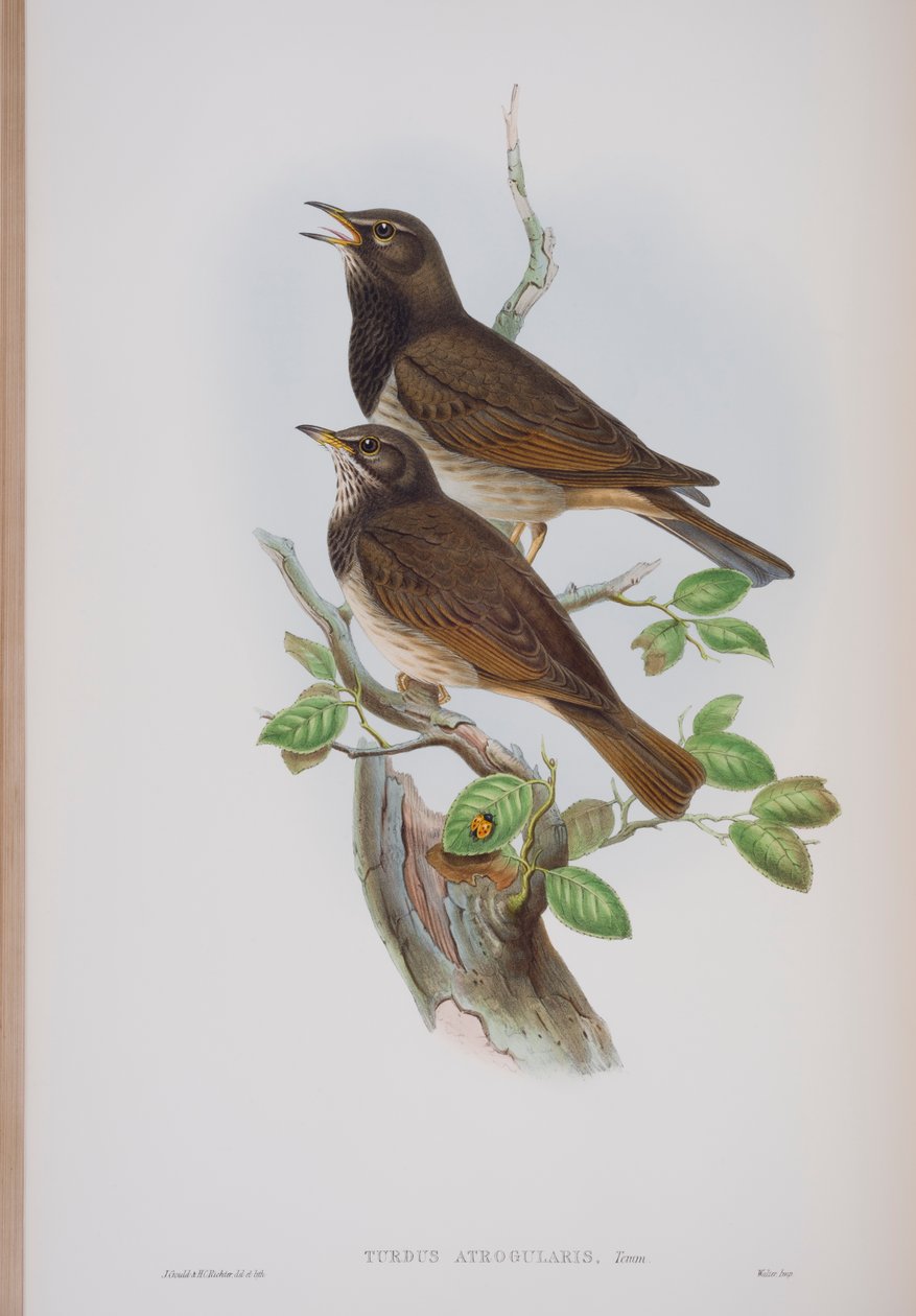 Turdis Atrogularis, tallrik från The Birds of Great Britain av John Gould, publicerad 1862-73 (handfärgad lito) av John Gould