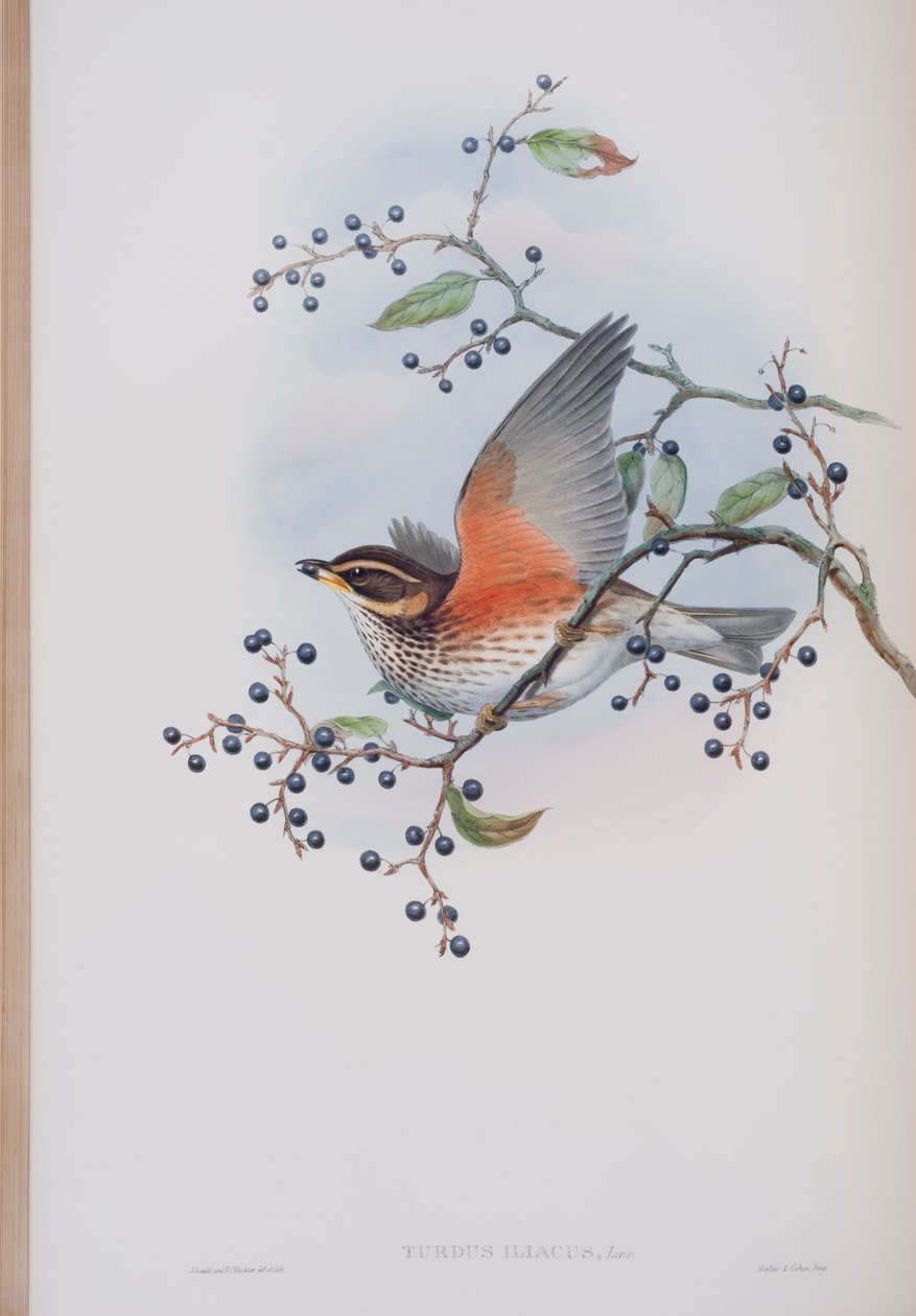 Turdus Illacus, tallrik från The Birds of Great Britain av John Gould, publicerad 1862-73 (handfärgad lito) av John Gould