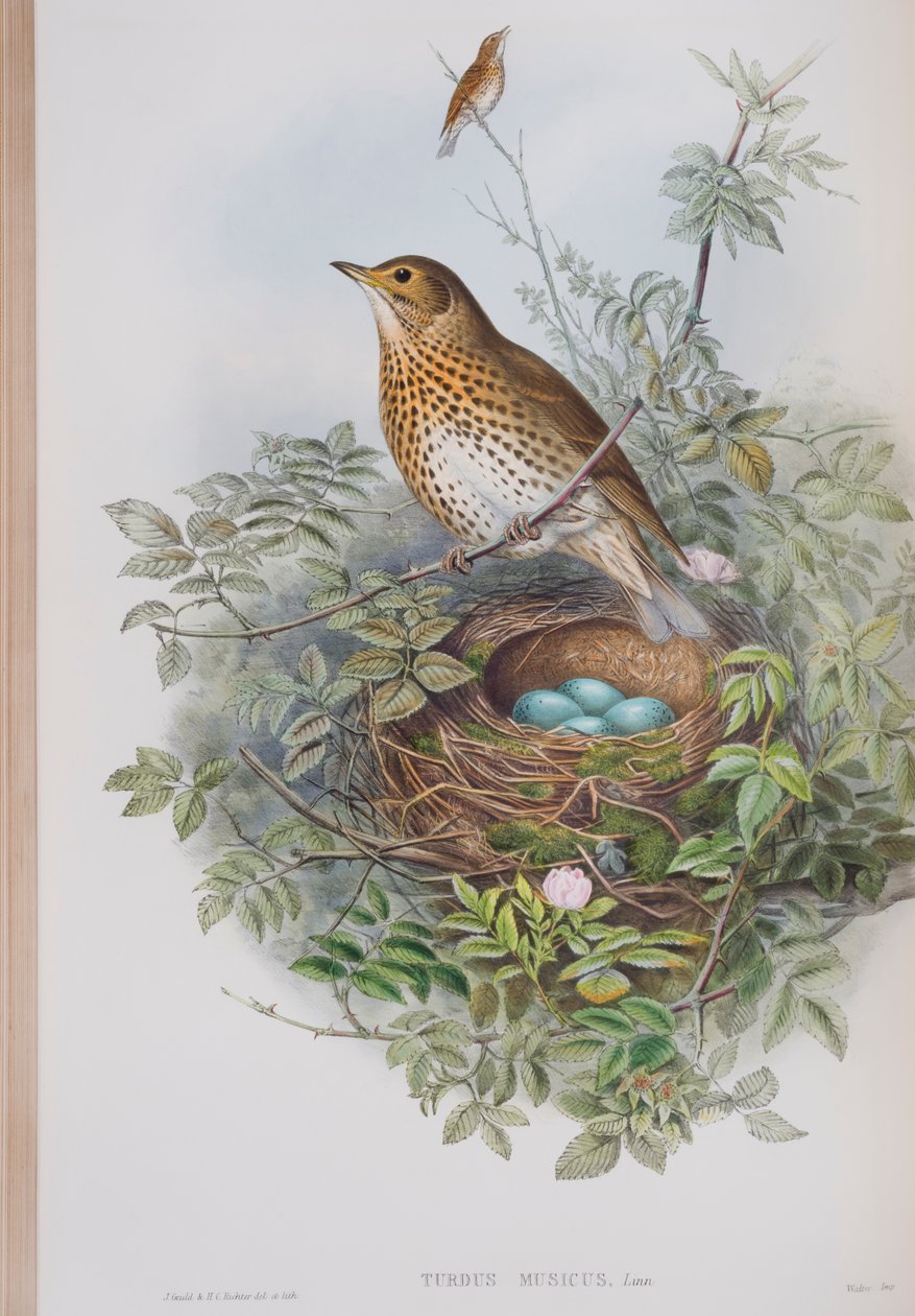Turdus Musicus, tallrik från The Birds of Great Britain av John Gould, publicerad 1862-73 (handfärgad litho) av John Gould