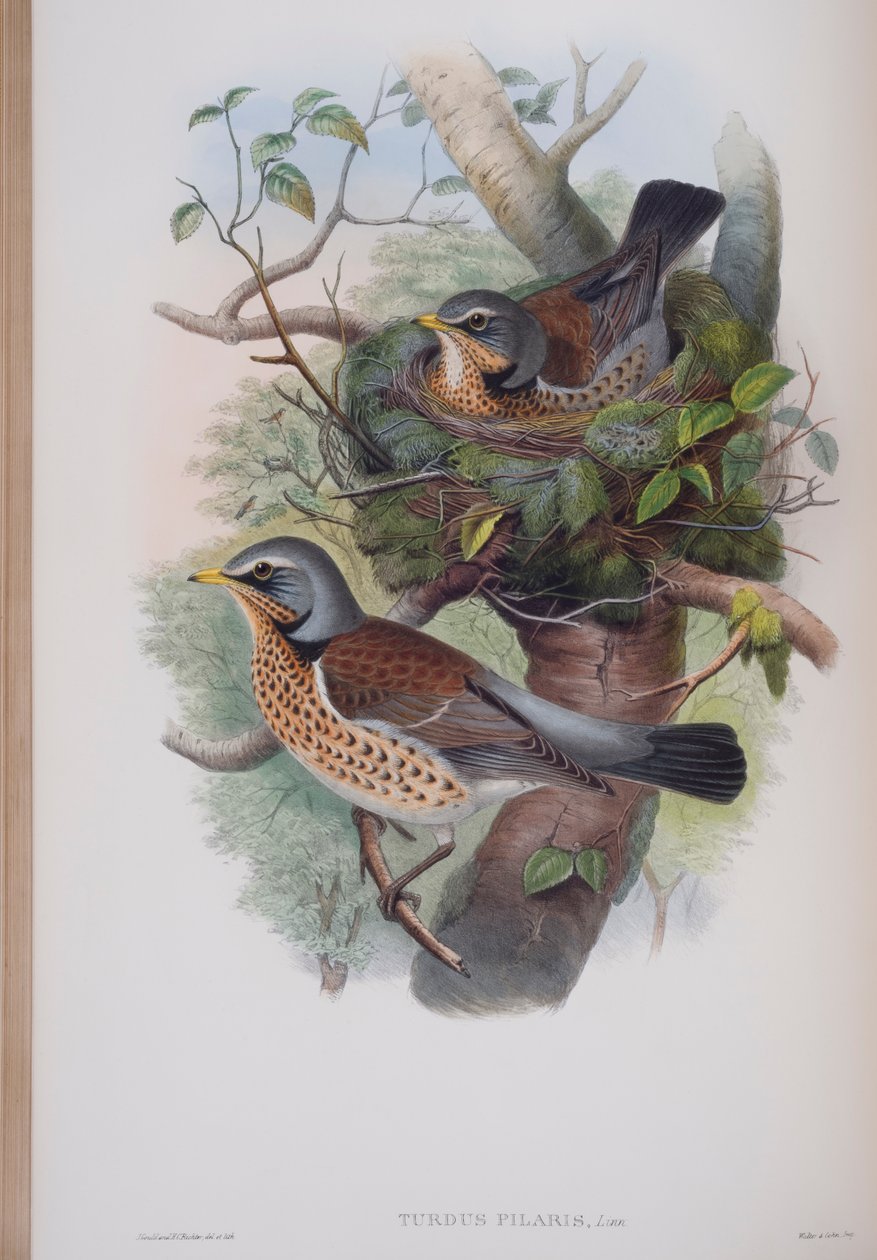 Turdus Pilaris, tallrik från The Birds of Great Britain av John Gould, publicerad 1862-73 (handfärgad litho) av John Gould