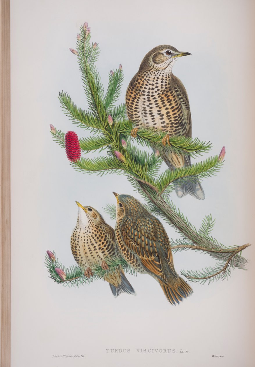 Turdus Viscivorus, tallrik från The Birds of Great Britain av John Gould, publicerad 1862-73 (handfärgad lito) av John Gould