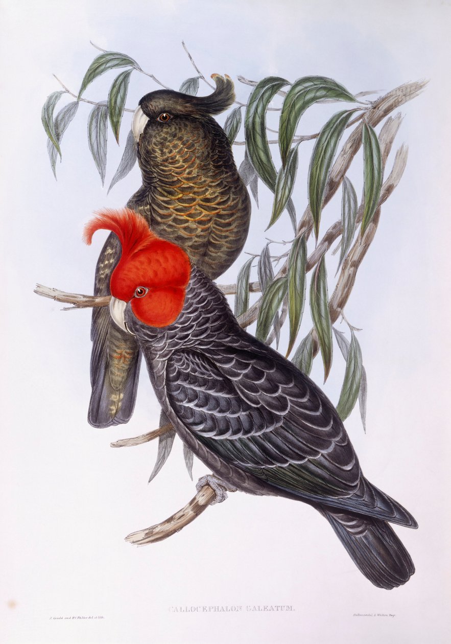 Två papegojor som sitter på gren, gravyr av John Gould