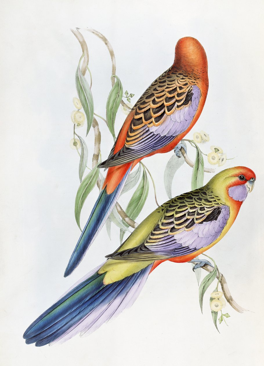 Okänd bild av John Gould