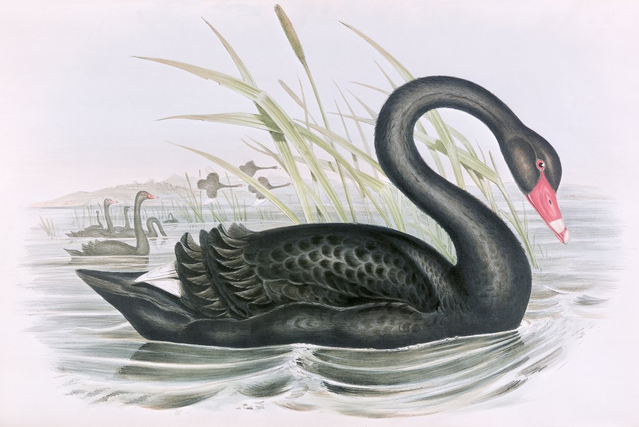 Okänd bild av John Gould