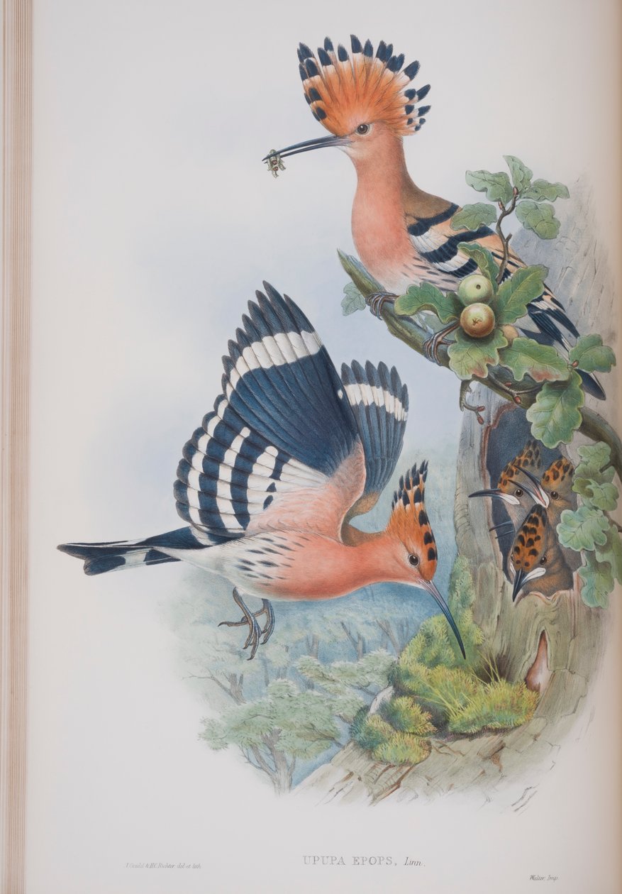 Upupa Epops, tallrik från The Birds of Great Britain av John Gould, publicerad 1862-73 (handfärgad lito) av John Gould