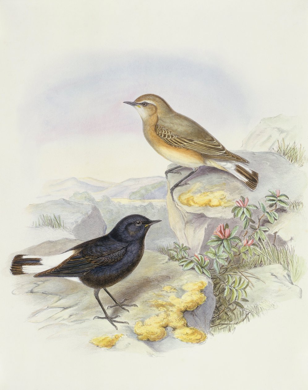 Variabelt vete (Oenanthe picata), gravyr av John Gould av John Gould