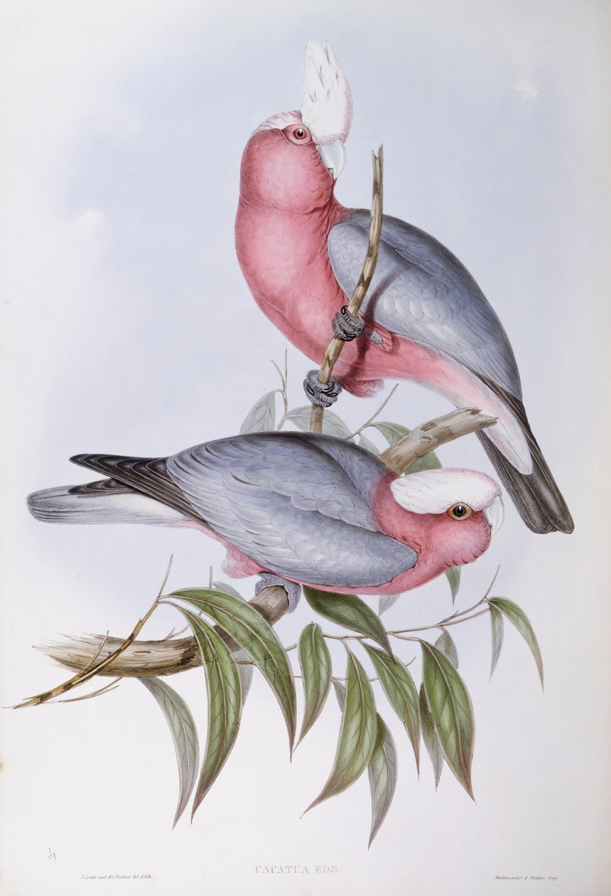 Violetthalsad lory (Eos squamata), Gravyr av John Gould av John Gould