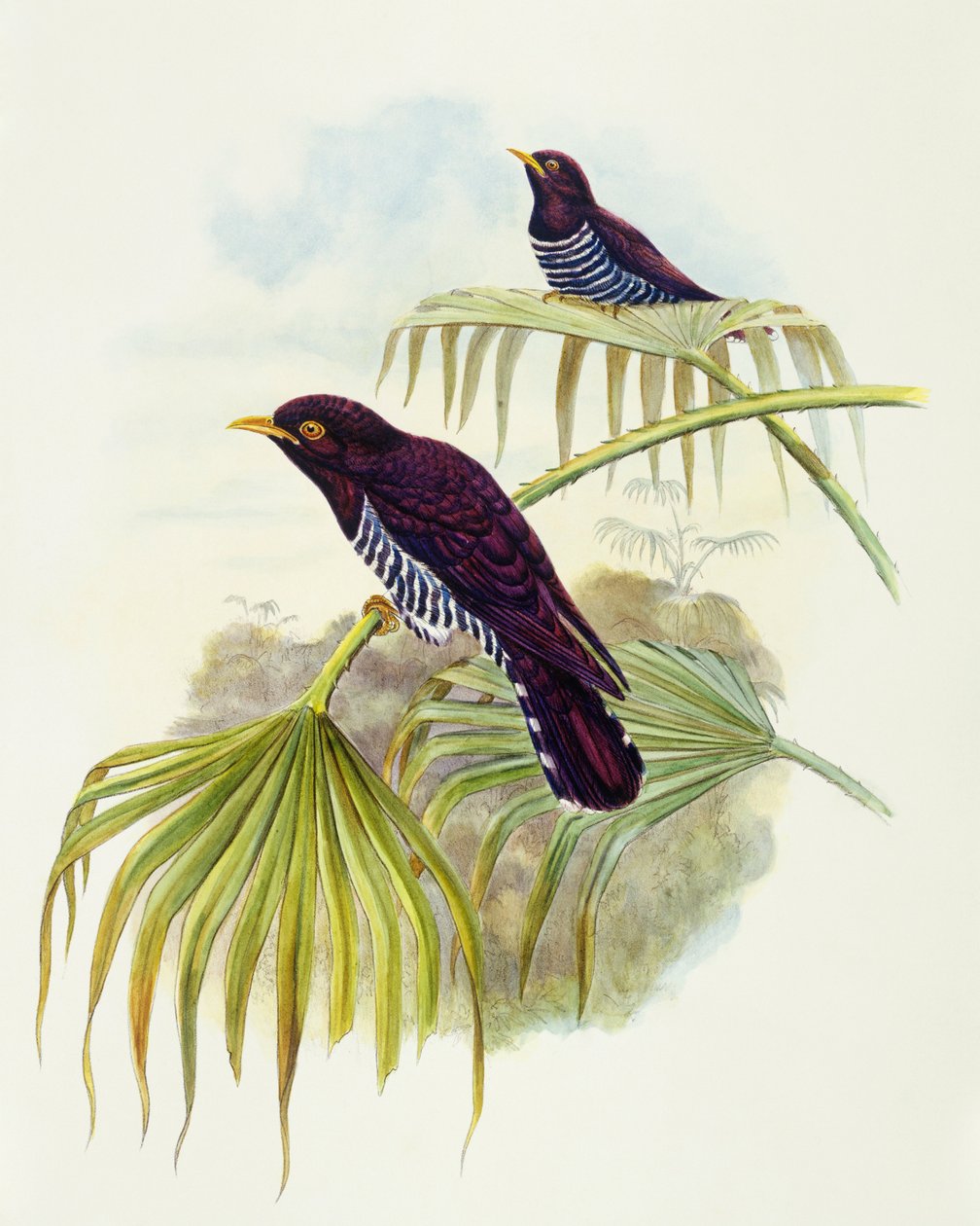 Violgök (Chrysococcyx xanthorhynchus), gravyr av John Gould av John Gould