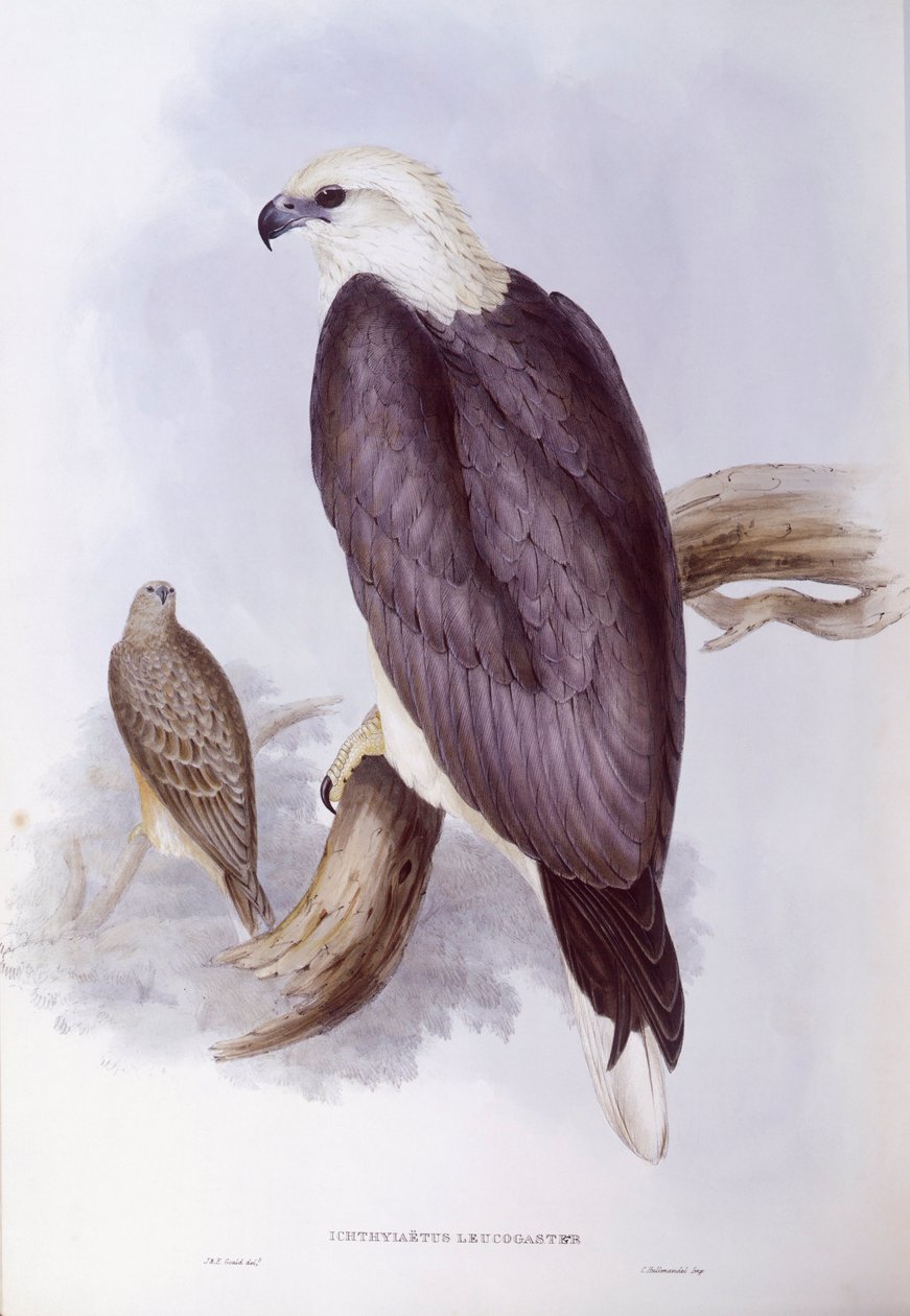 Vitbukad fiskörn (Haliaeetus leucogaster), Gravyr av John Gould av John Gould