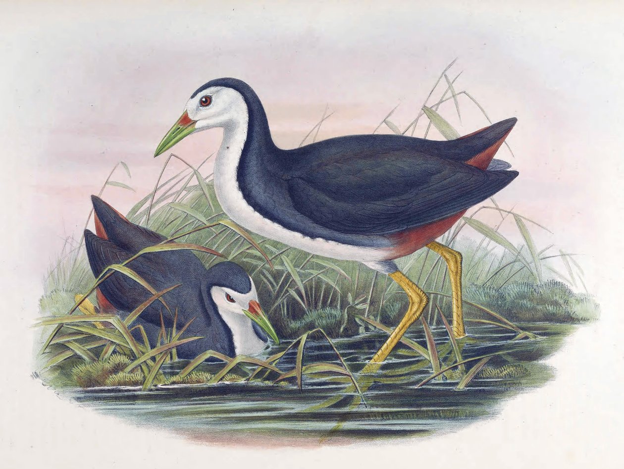 Vitbröstad Waterhen Amaurornis phoenicurus (Vimpel) av John Gould