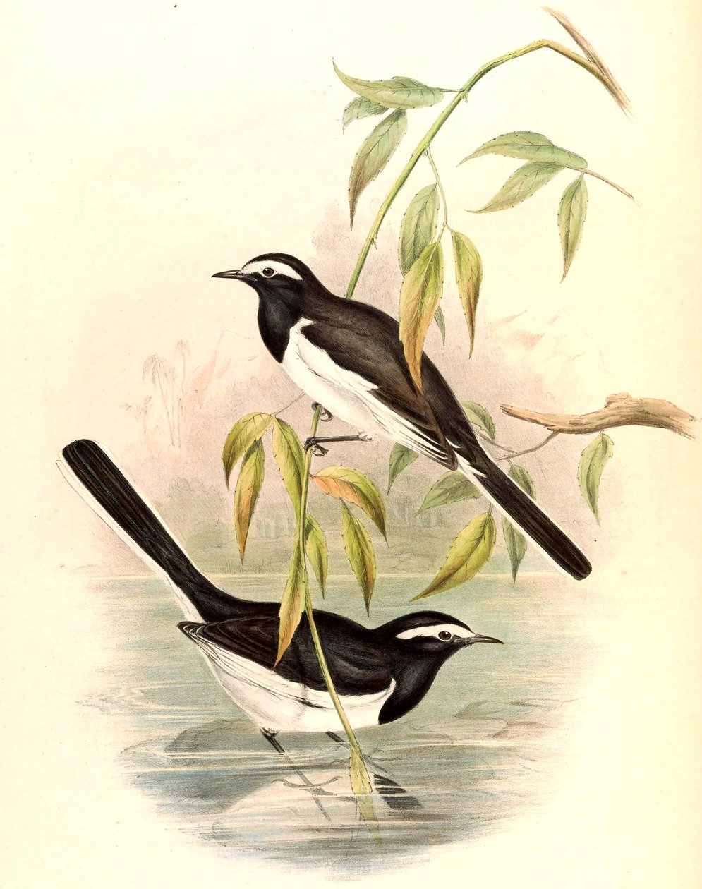Vitbrynad vippsvans Motacilla maderaspatensis Gmelin av John Gould