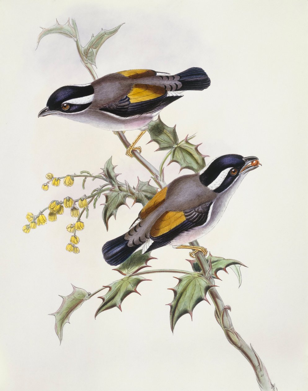 Vitbrynad shrike-babbler (Pteruthius flaviscapis), gravyr av John Gould av John Gould