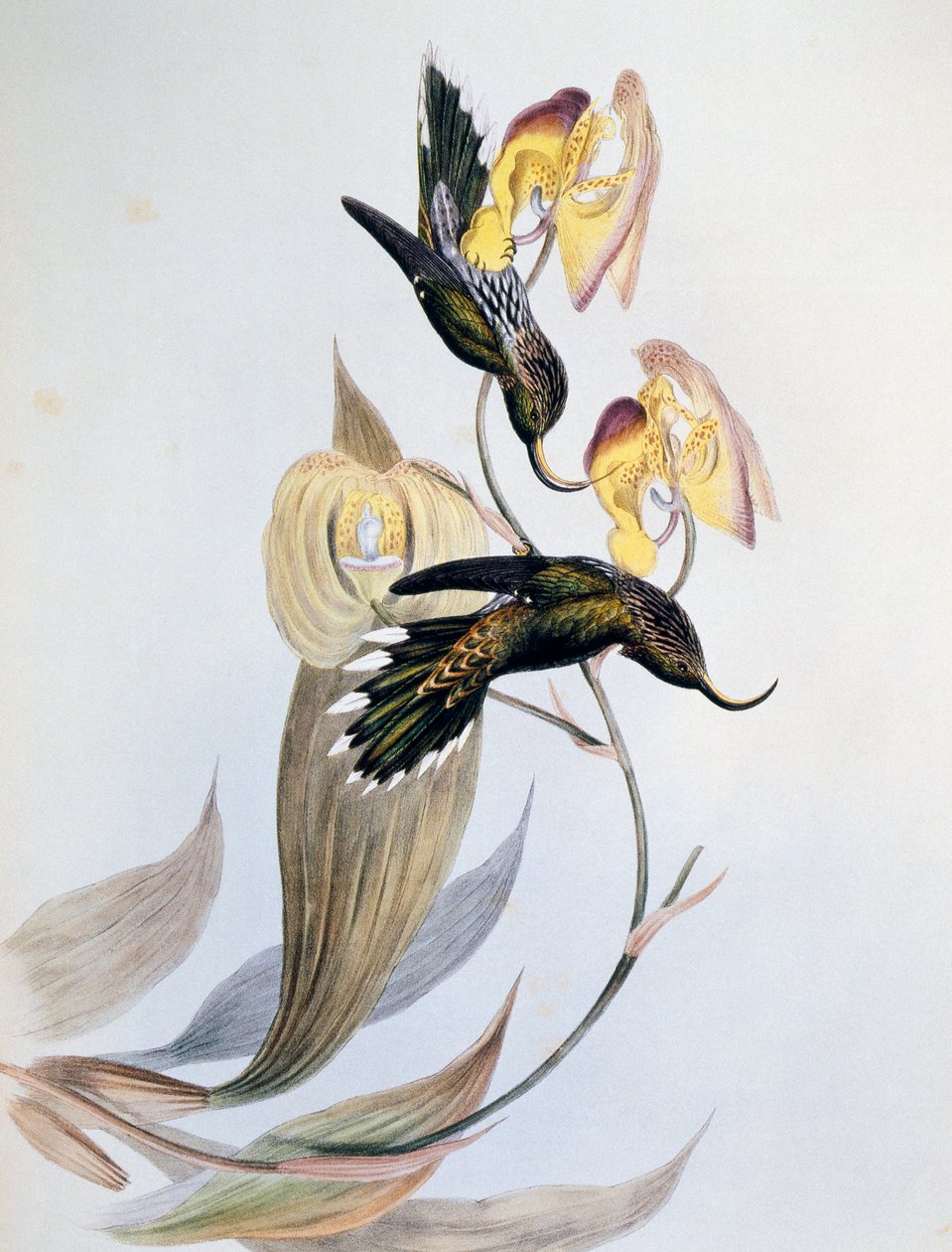 Vitspets sicklebill (Eutoxeres aquila) av John Gould