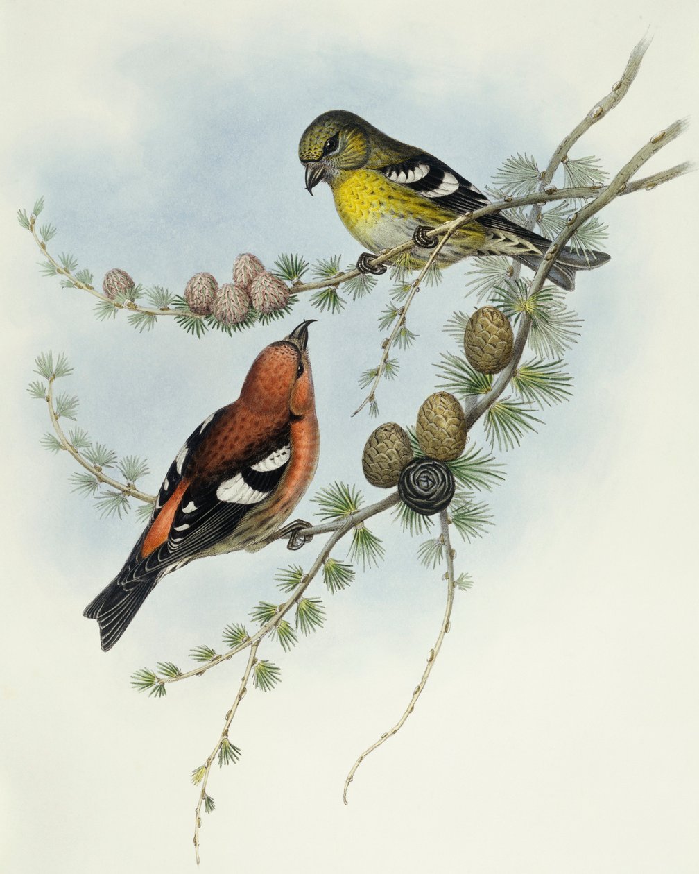 Vitvingad korsnäbb (Loxia leucoptera), Gravyr av John Gould av John Gould